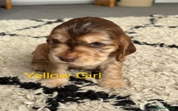 Cocker Spaniel dogs for sale: Cocker Spaniel Pups, KC, Health Tested, Champ Line - Image 9