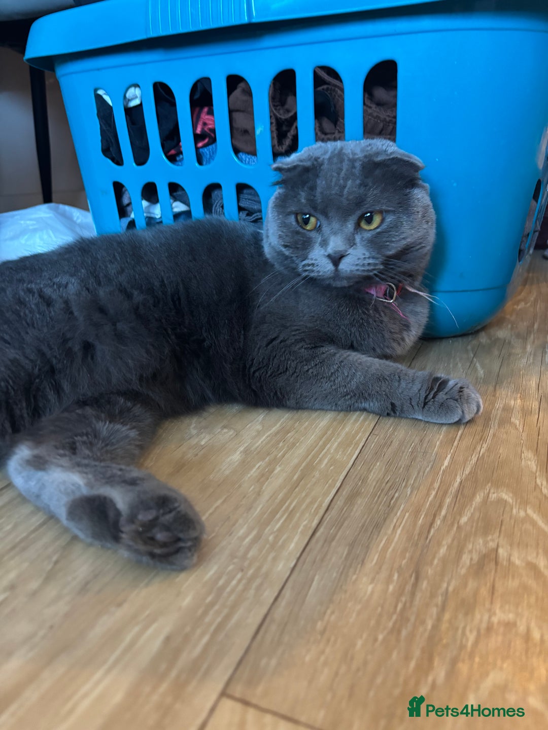 Scottish Fold cats for sale: Scottish fold cat - Advert 4