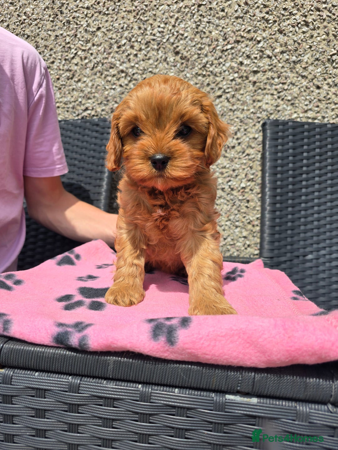 Maltipoo dogs for sale: Maltipoo pups - Image 2
