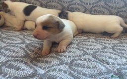 Jack Russell dogs for sale: Jack Russel pups  - Image 4