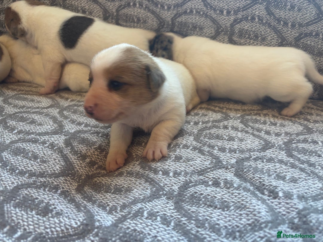 Jack Russell dogs for sale: Jack Russel pups  - Image 4