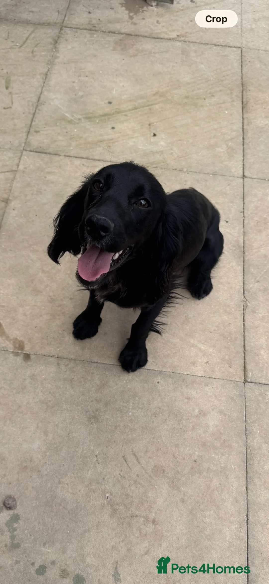 Cocker Spaniel dogs for sale: Female cocker spaniel  - Advert 2