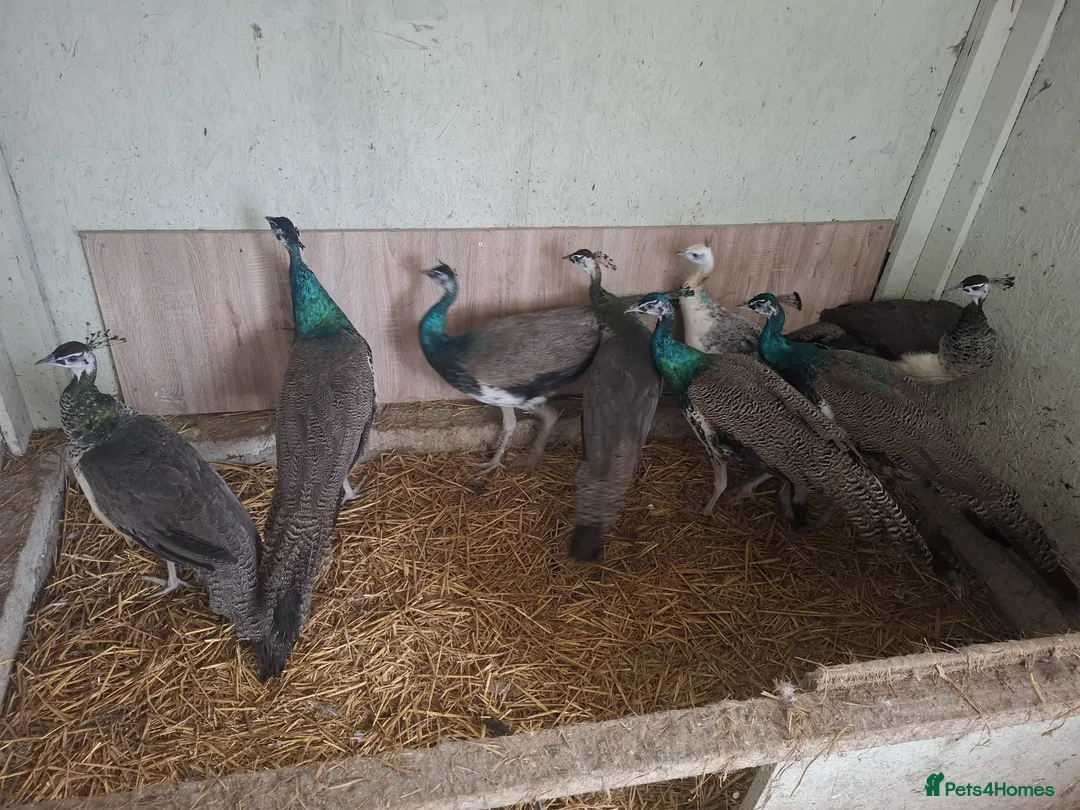 Peafowl poultry for sale: Male Peacocks - Hatched 2024 & 2025 - Advert 1