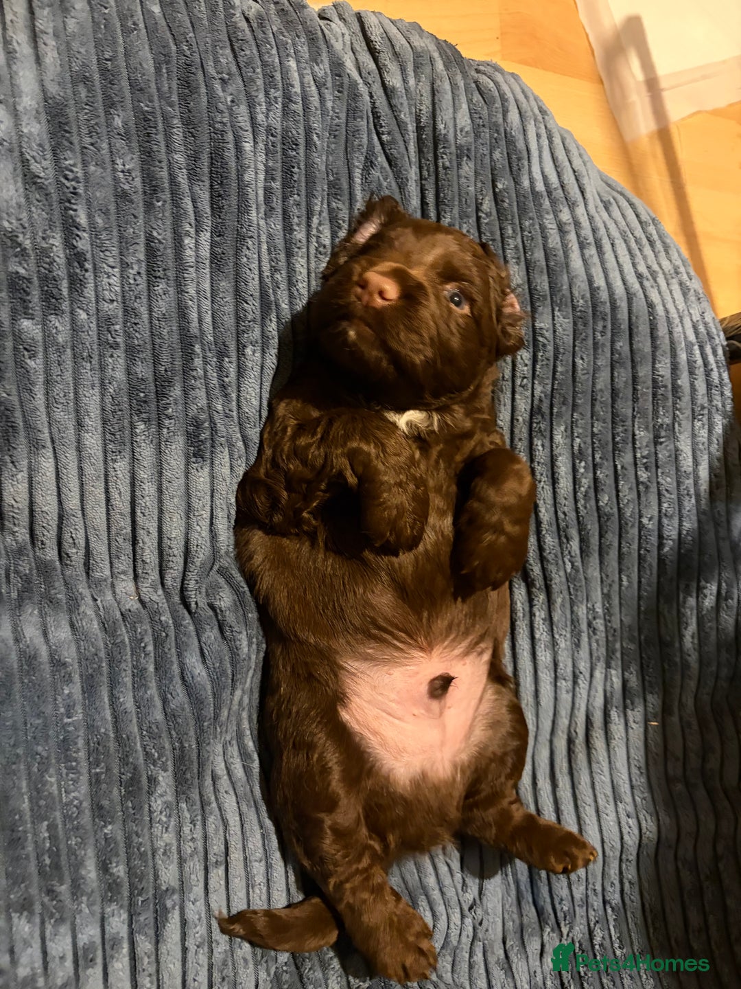 Cocker Spaniel dogs for sale: Beautiful working cocker spaniel KC registered  - Advert 5