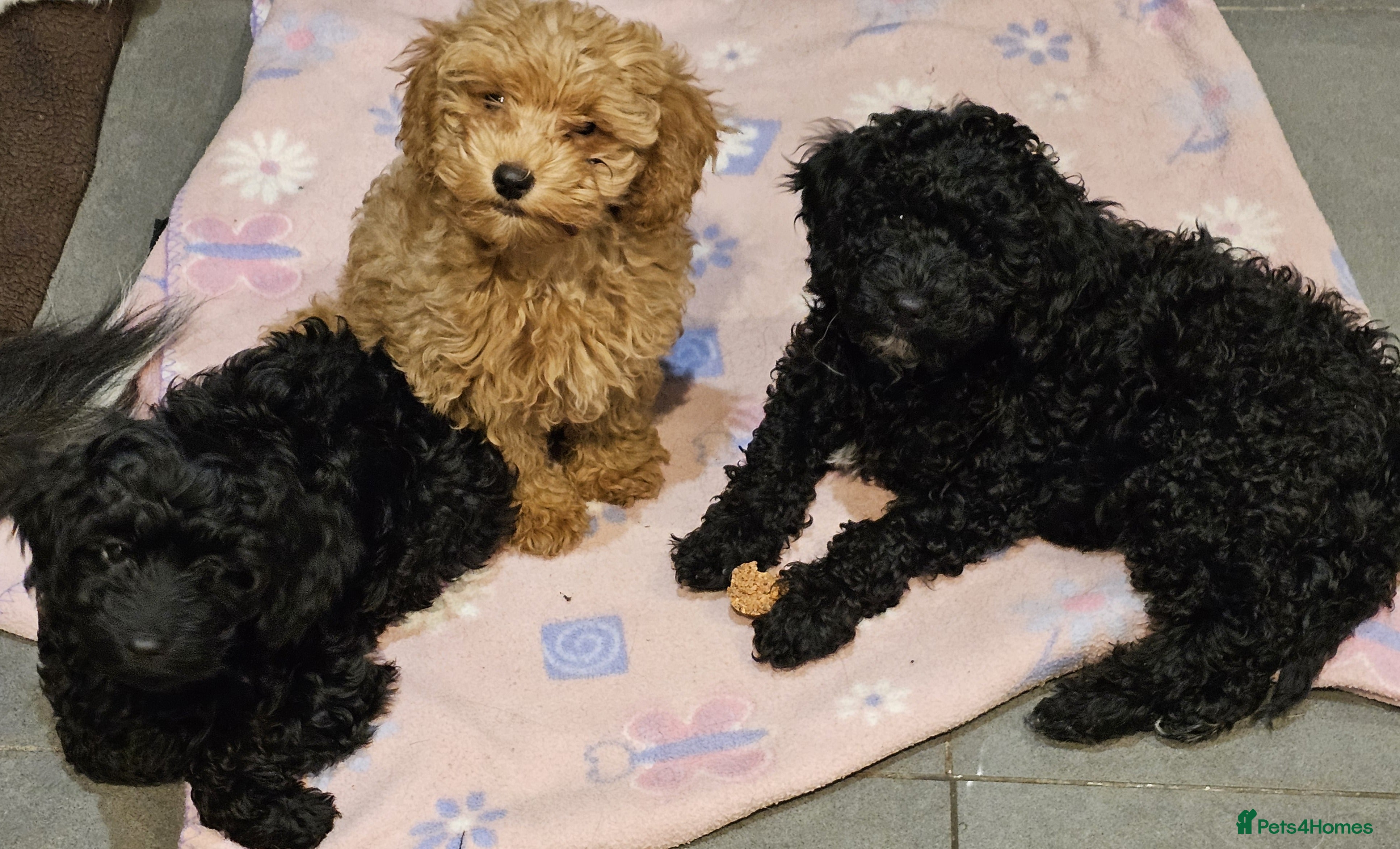 Cockapoo dogs Cockerpoo F1b Pups for sale (Only 3 left) - Advert 6