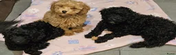Cockapoo dogs for sale: Cockerpoo F1b Pups for sale (Only 1 left) - Advert 4