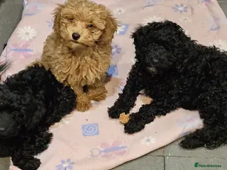 Cockapoo dogs Cockerpoo F1b Pups for sale (Only 3 left) - Advert 6