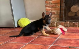 German Shepherd dogs for sale: 25 years experience  breeding German Shepherds - Image 19
