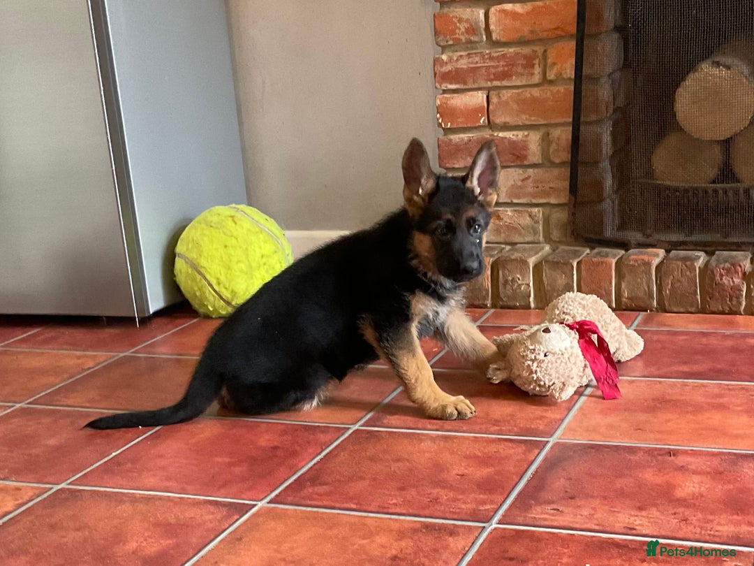 German Shepherd dogs for sale: 25 years experience  breeding German Shepherds - Image 19