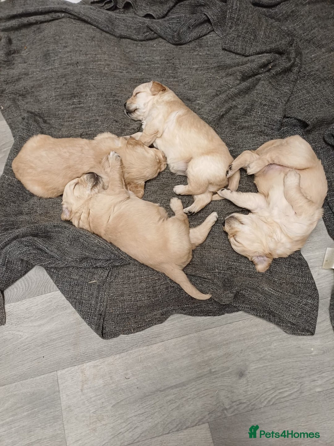 Golden Retriever dogs for sale: Golden retrievers  - Advert 12