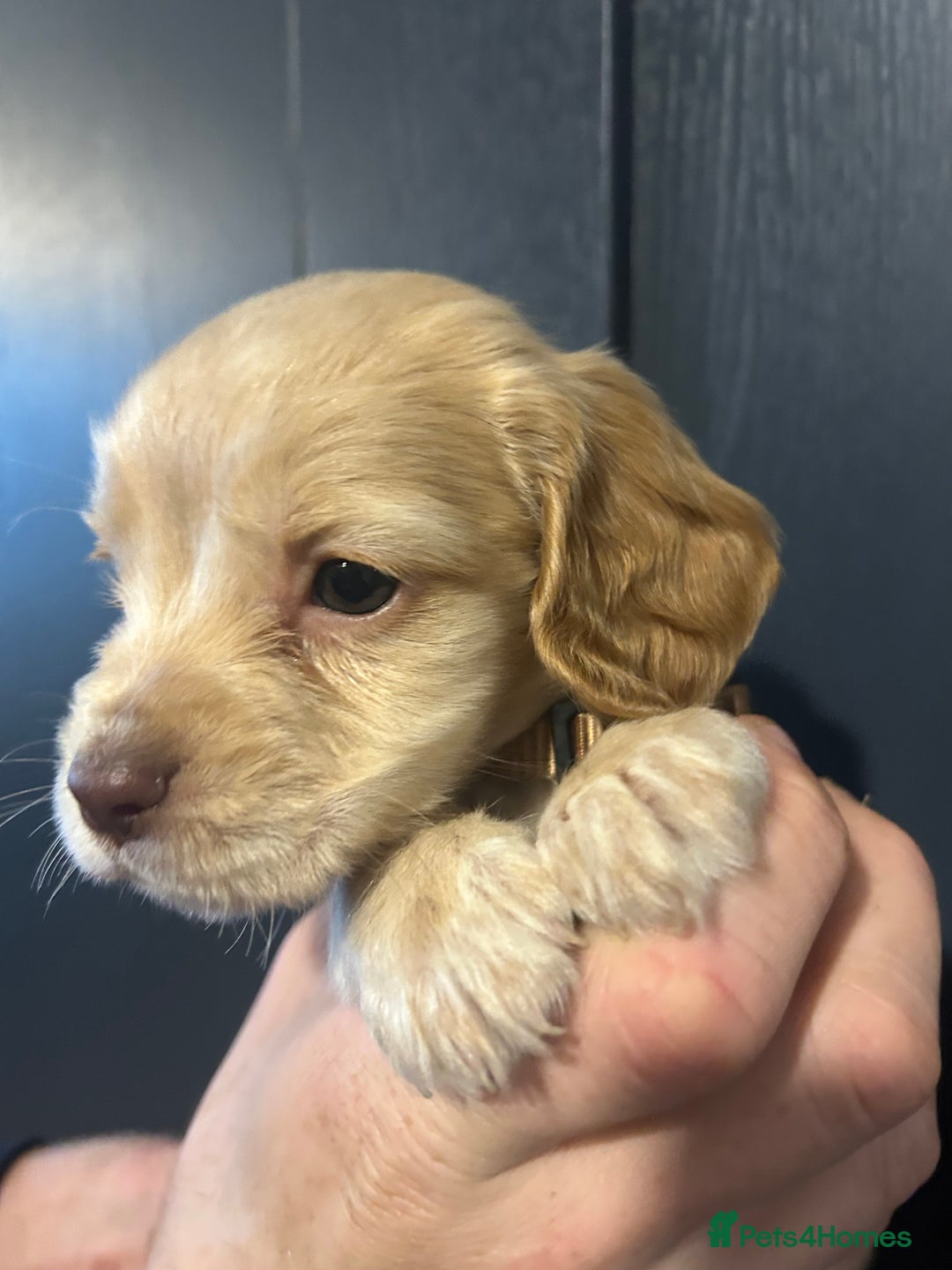 Cocker Spaniel dogs for sale: 3 Cocker Spaniel Puppies. 💙💙💙 - Advert 10