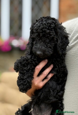 Labradoodle dogs - Advert 2