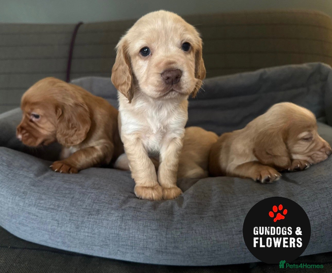 Cocker Spaniel dogs Working KC Cocker Spaniels   - Advert 3