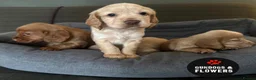 Cocker Spaniel dogs for sale: Working KC Cocker Spaniels   - Advert 1