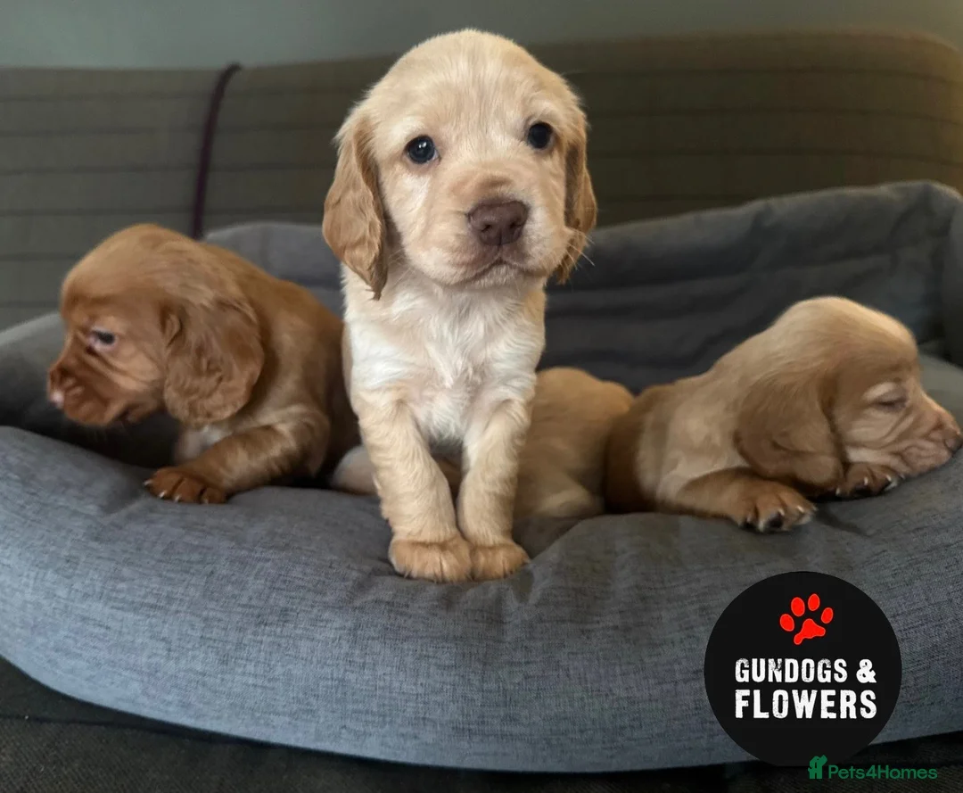Cocker Spaniel dogs for sale: Working KC Cocker Spaniels   - Advert 1