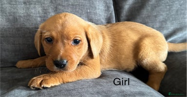 Labrador Retriever dogs - Advert 1
