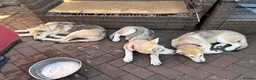 Mixed Breed dogs for sale: Low Content Wolfdog puppies  - Advert 4
