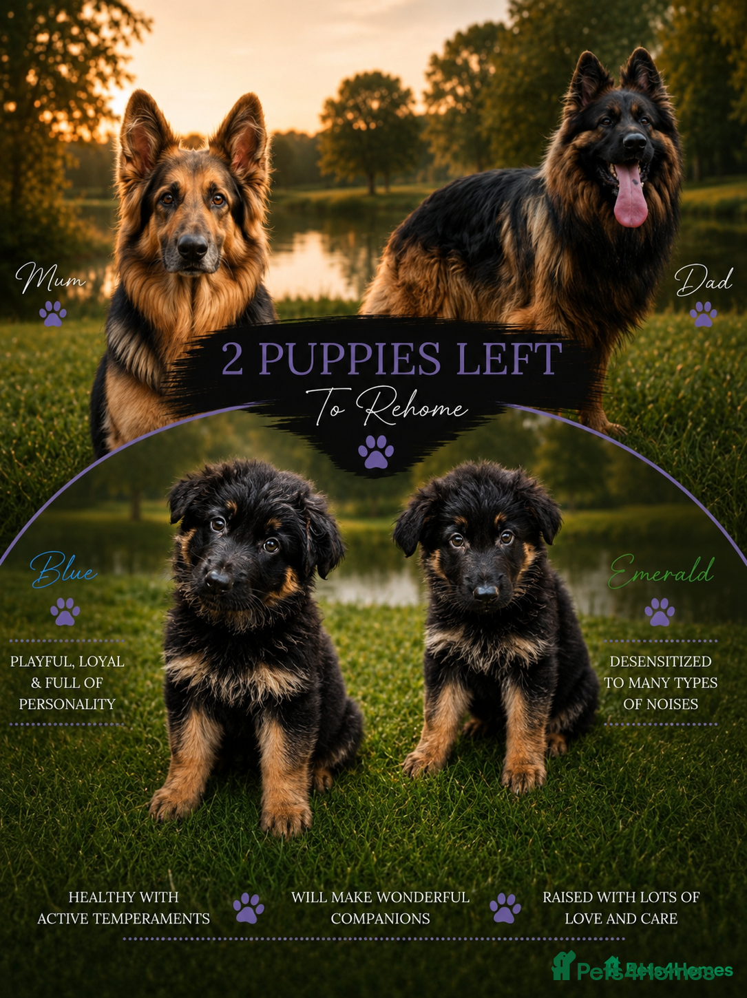 German Shepherd dogs 2 healthy straight back KC registered male GSP's  - Advert 1