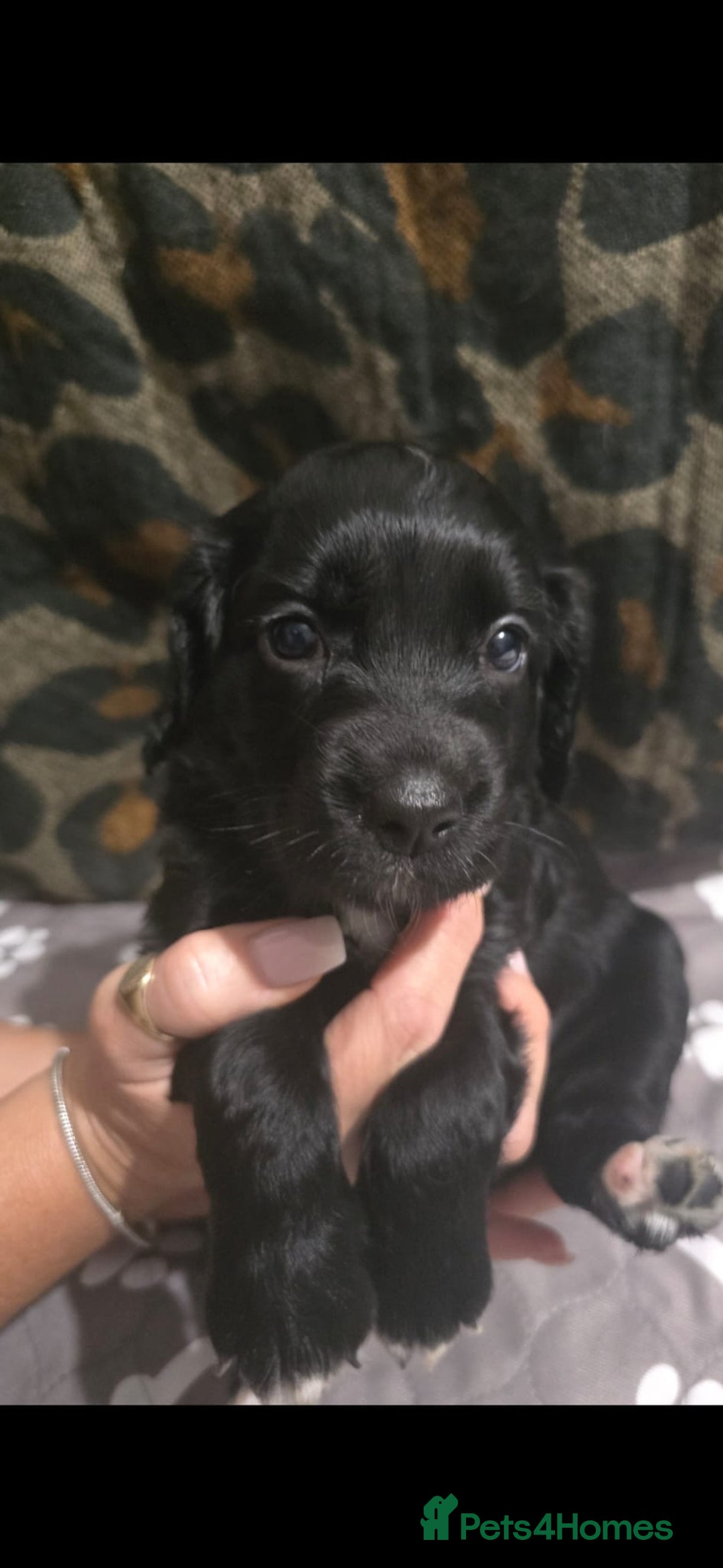 Sprocker dogs for sale: 3 Beautiful Female Sprocker puppies - Image 11