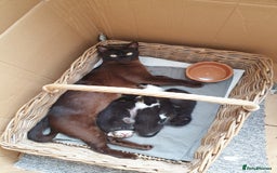 Burmese cats for sale: Burmese X Calico kittens - Image 8