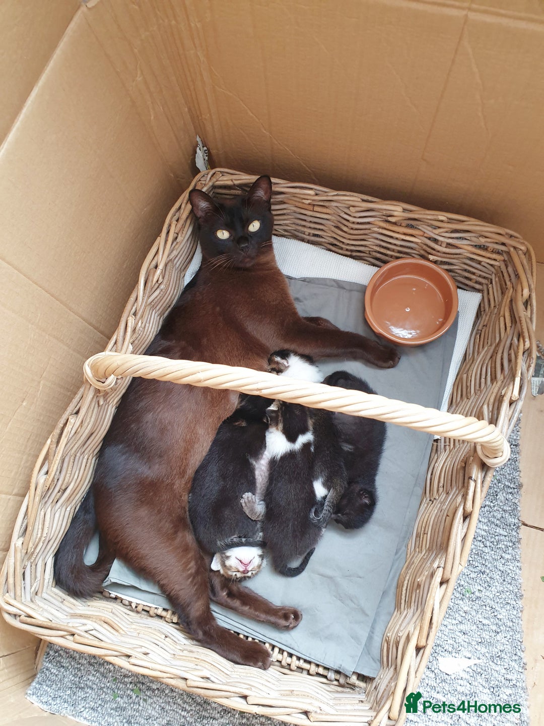 Burmese cats for sale: Burmese X Calico kittens - Image 8