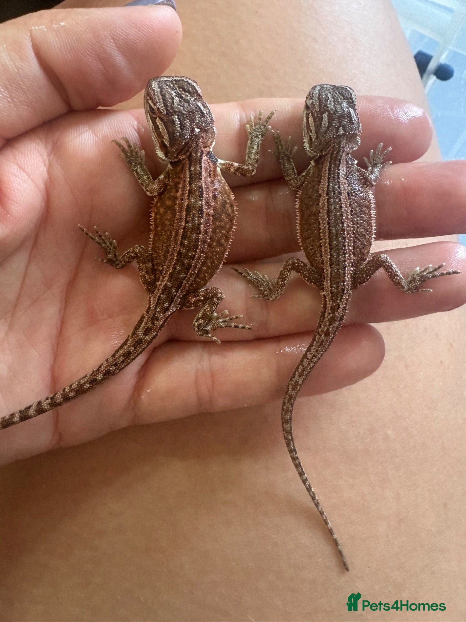 Bearded Dragon reptiles Friendly baby dragons - Advert 2