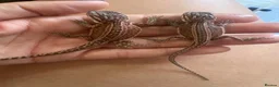 Bearded Dragon reptiles for sale: Friendly baby dragons - Advert 2