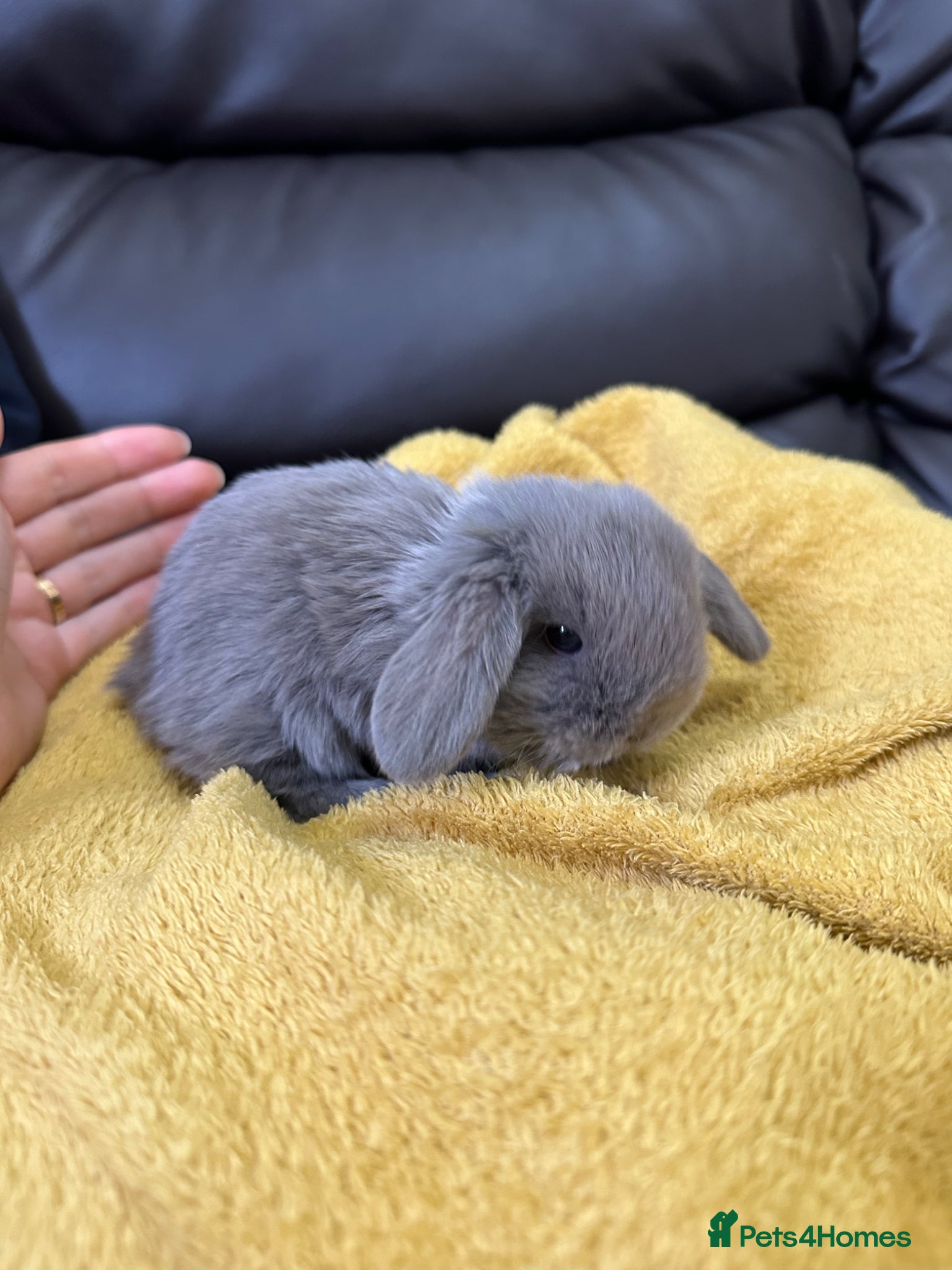 Mini Lop rabbits Beautiful Boys Mini Lops for sale  - Advert 19