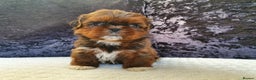 Shih Tzu dogs for stud: Ch Sired Boy At Stud in Wakefield - Advert 5