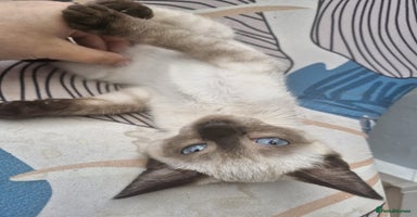 Snowshoe cats - Advert 10