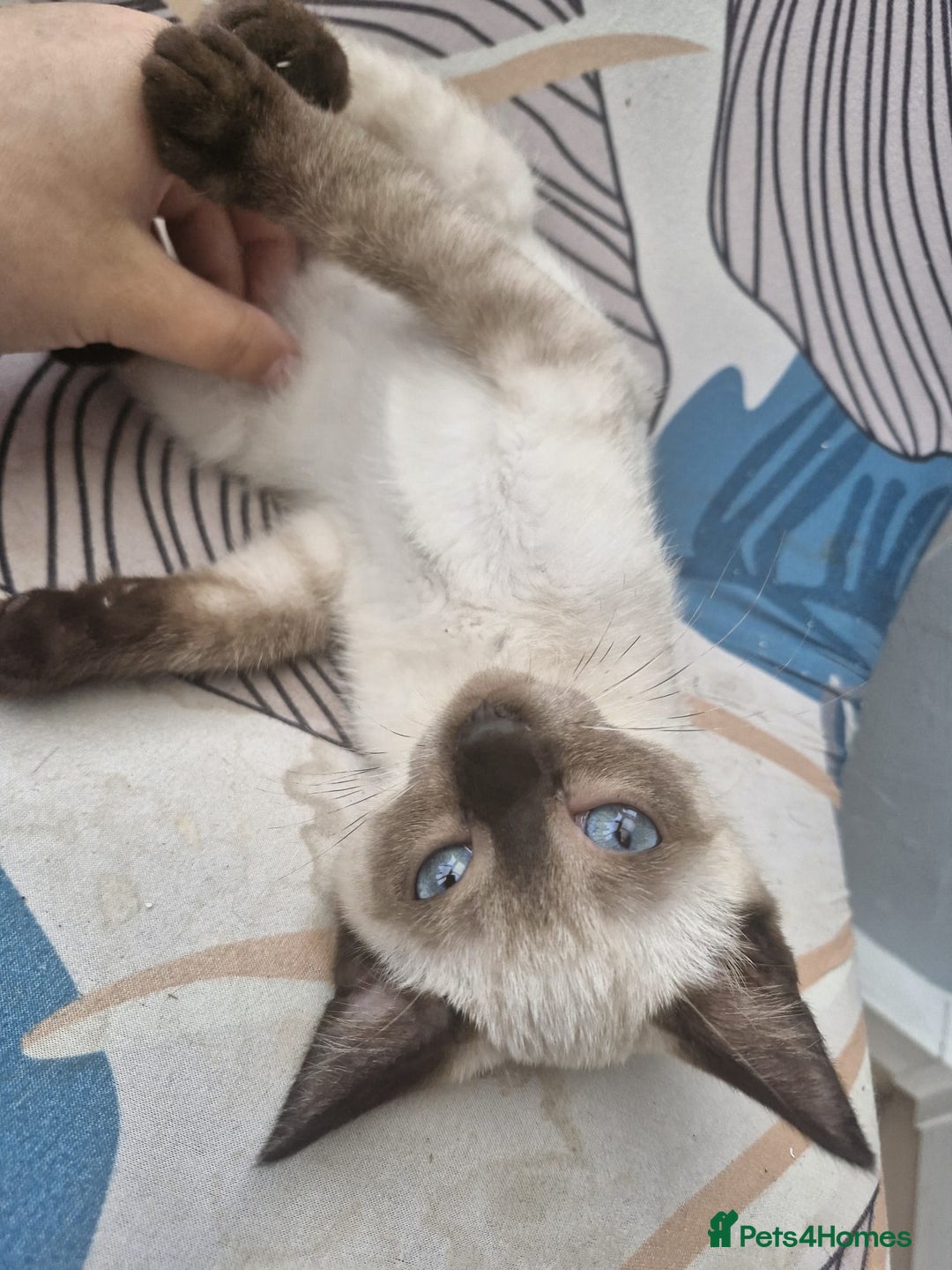 Snowshoe cats for sale: Snowshoe Kitten 4 -  pedigree snowshoes ready now - Image 5