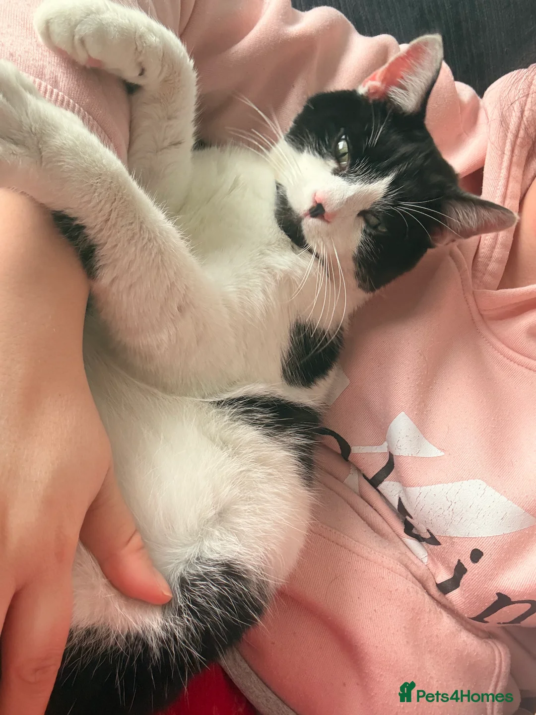 Mixed Breed cats for sale: Mixed breed male cats for sale.  - Advert 3