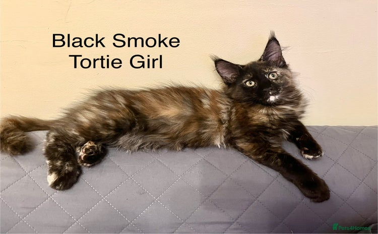 Maine Coon cats - Advert 1