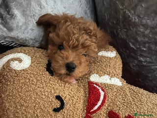 Toy Poodle dogs Toy poodle puppies ready to leave PRA CLEAR - Advert 3