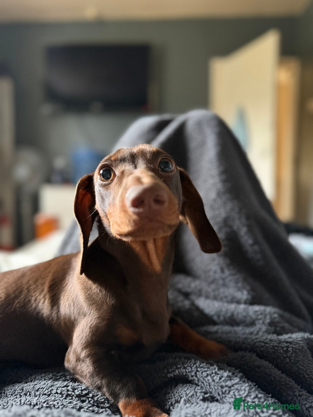 Miniature Dachshund dogs for sale: 8 month old miniature dachshund  - Advert 3