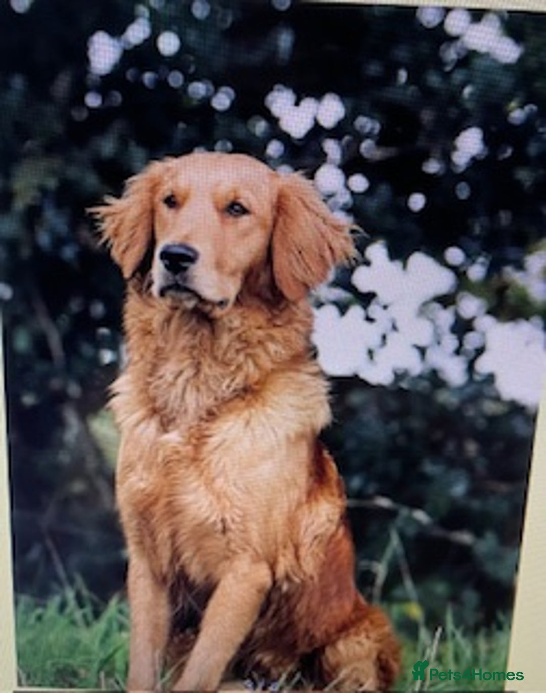 Golden Retriever dogs for sale: Beautiful Litter of Golden Retriever Puppies  - Advert 2