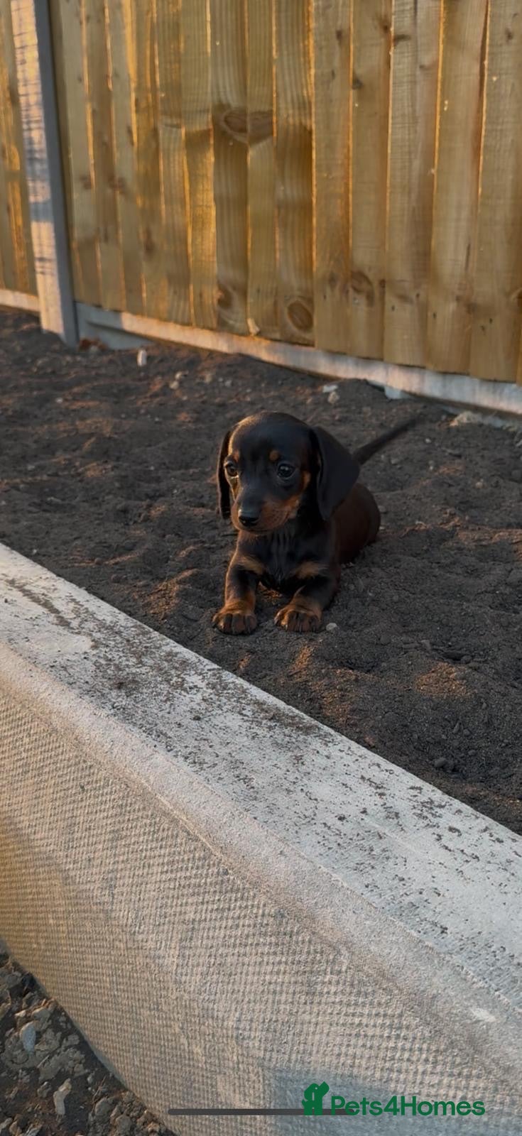 Miniature Dachshund dogs ready to leave kc miniature dachshunds  - Advert 1