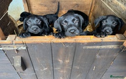 Labrador Retriever dogs for sale: Labrador puppies - Image 6