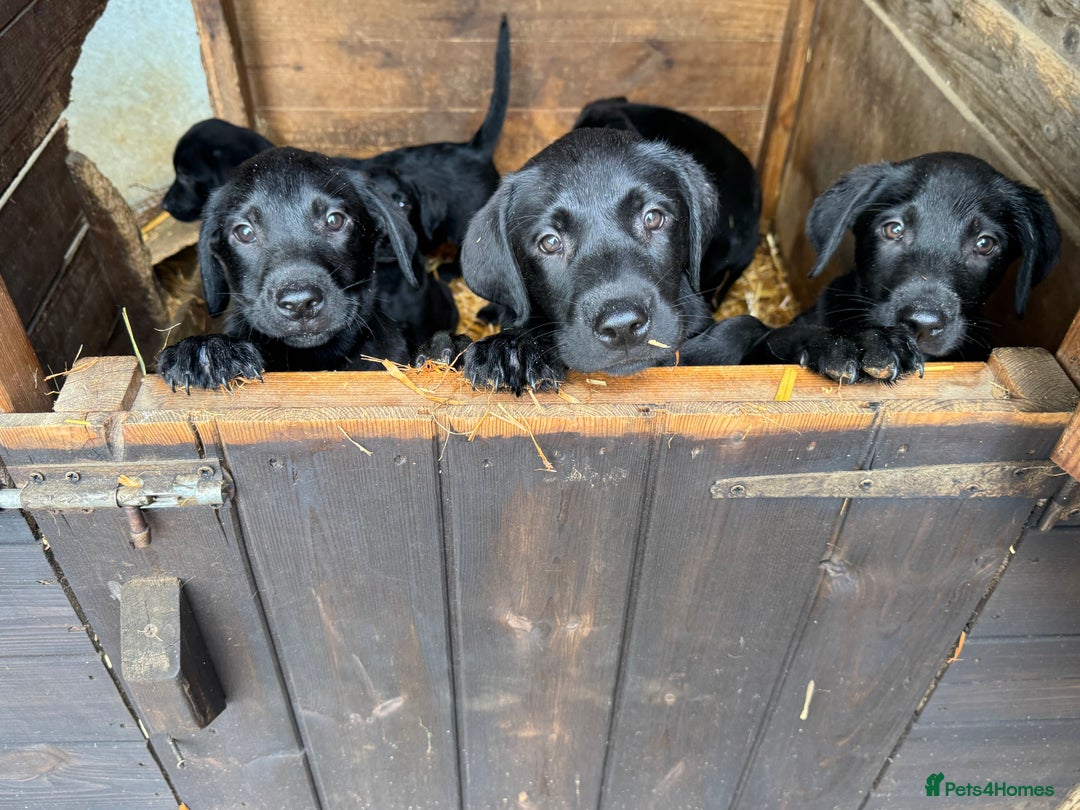 Labrador Retriever dogs for sale: Labrador puppies - Image 6