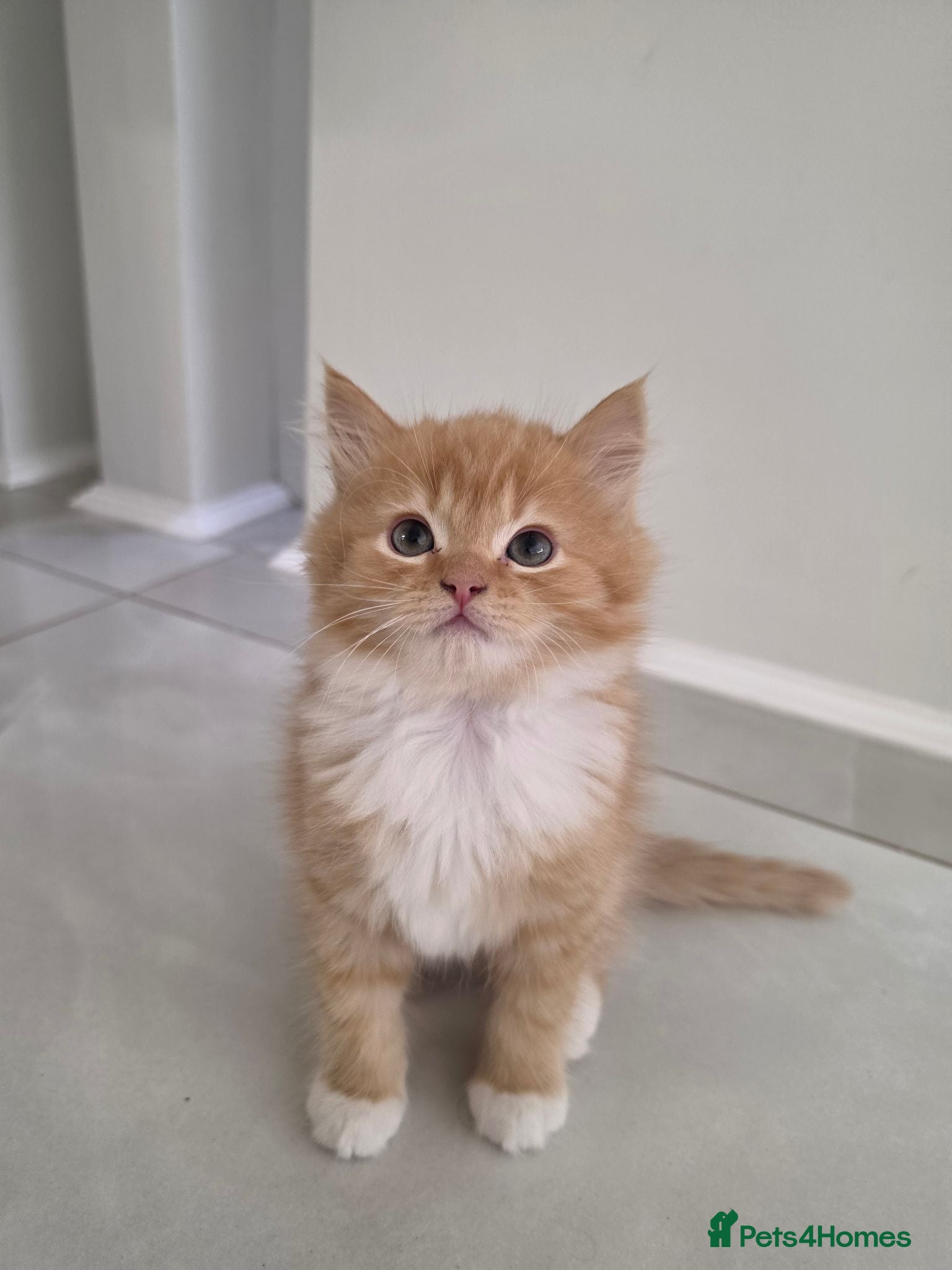 Persian cats Adorable Persian Cross Kittens Looking for home - Advert 1