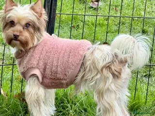 Yorkshire Terrier dogs 🐾 COCO – Female Yorkshire Terrier Neutered - Advert 3