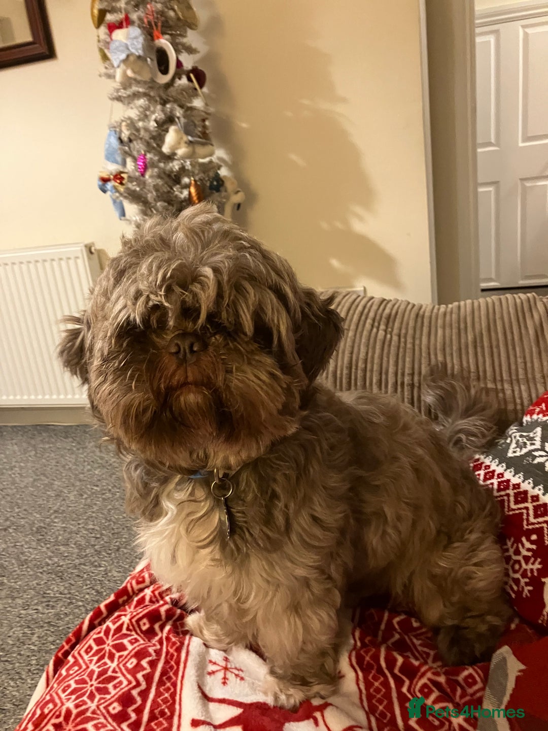 Shih Tzu dogs for sale: Bruno - Advert 1