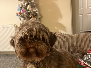 Shih Tzu dogs Bruno - Advert 4