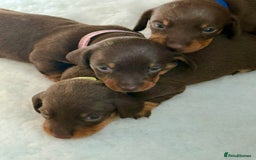 Miniature Dachshund dogs for sale: Stunning miniature dachshunds - tiny parents  - Image 2