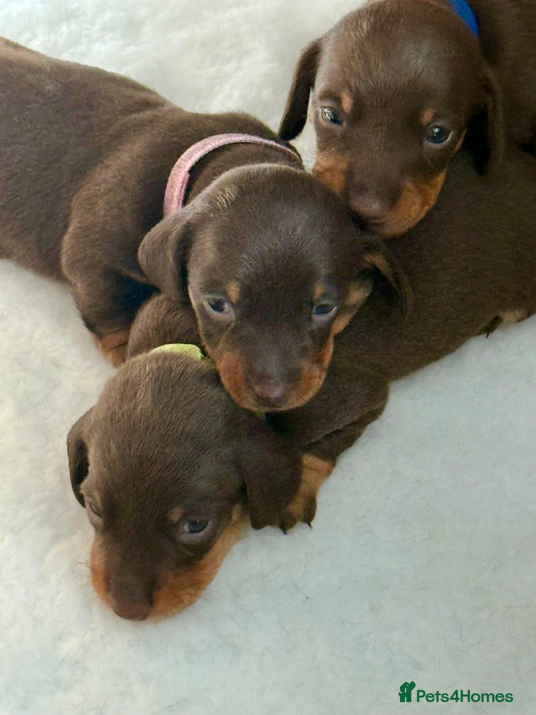 Miniature Dachshund dogs for sale: Stunning miniature dachshunds - tiny parents  - Image 2