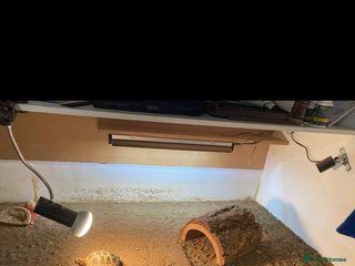 Tortoise reptiles - Advert 1