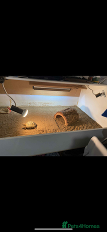 Tortoise reptiles - Advert 1