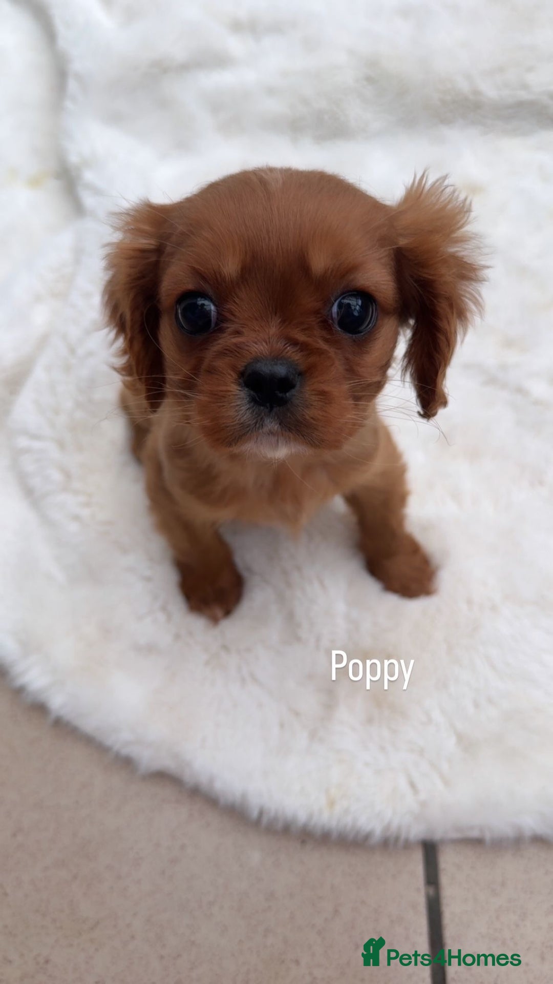 Cavalier King Charles Spaniel dogs for sale: Cavalier King Charles puppy  - Advert 2
