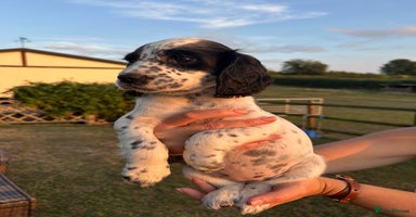 Cocker Spaniel dogs - Advert 12