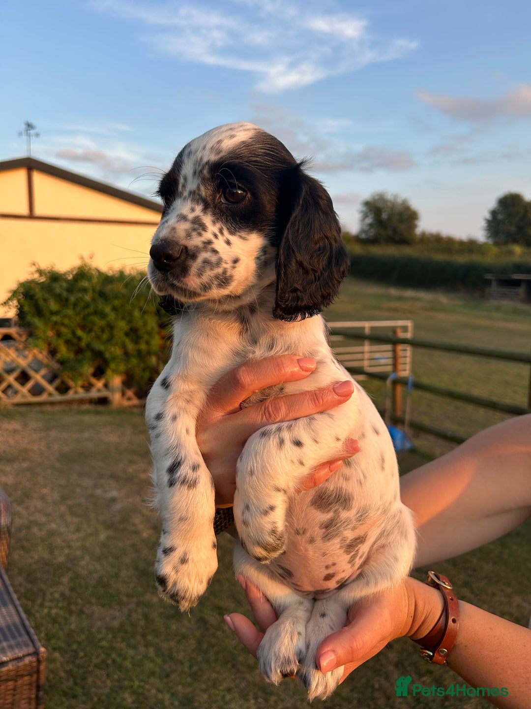 Cocker Spaniel dogs for sale: KC working Cocker Spaniels - Image 2
